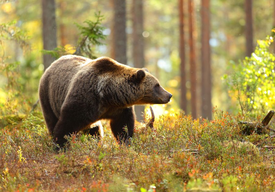 Fauna județului Buzău