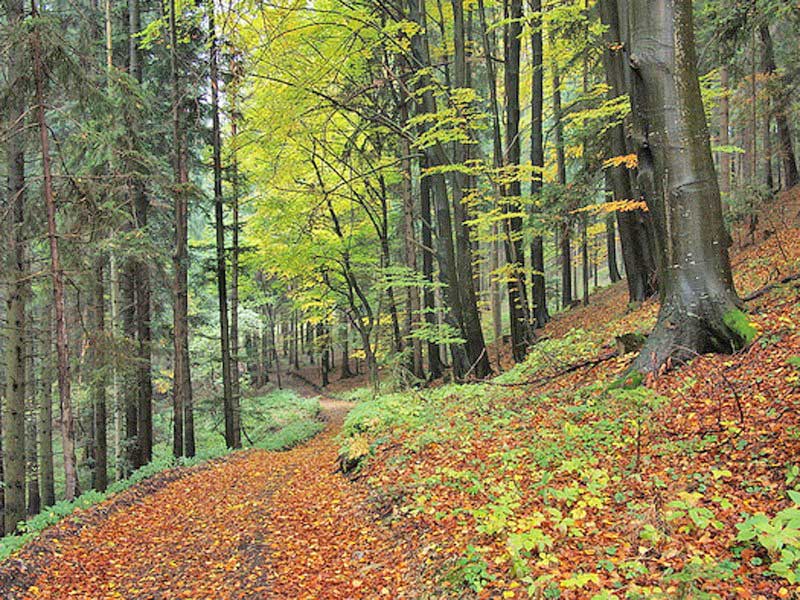 Intrare stațiune Sărata Monteoru